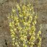 Fotografia 7 da espécie Verbascum pulverulentum do Jardim Botânico UTAD