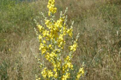 Fotografia da espécie Verbascum pulverulentum