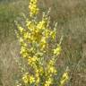 Fotografia 8 da espécie Verbascum pulverulentum do Jardim Botânico UTAD