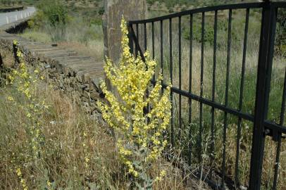 Fotografia da espécie Verbascum pulverulentum