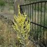 Fotografia 9 da espécie Verbascum pulverulentum do Jardim Botânico UTAD