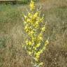 Fotografia 10 da espécie Verbascum pulverulentum do Jardim Botânico UTAD