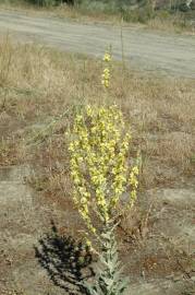 Fotografia da espécie Verbascum pulverulentum