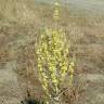 Fotografia 11 da espécie Verbascum pulverulentum do Jardim Botânico UTAD