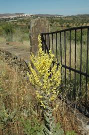 Fotografia da espécie Verbascum pulverulentum