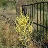 Fotografia 12 da espécie Verbascum pulverulentum do Jardim Botânico UTAD