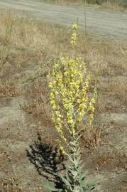 Fotografia da espécie Verbascum pulverulentum