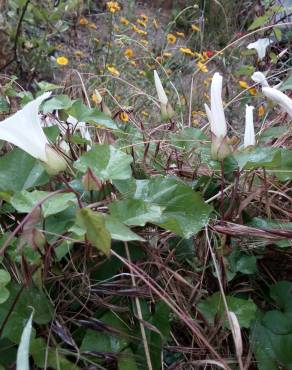 Fotografia 11 da espécie Calystegia silvatica subesp. disjuncta no Jardim Botânico UTAD