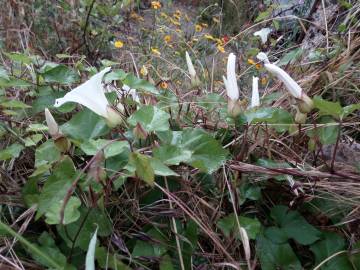 Fotografia da espécie Calystegia silvatica subesp. disjuncta