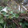 Fotografia 11 da espécie Calystegia silvatica subesp. disjuncta do Jardim Botânico UTAD