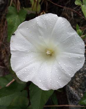 Fotografia 12 da espécie Calystegia silvatica subesp. disjuncta no Jardim Botânico UTAD