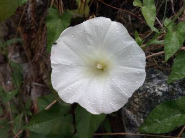 Fotografia da espécie Calystegia silvatica subesp. disjuncta