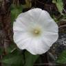 Fotografia 12 da espécie Calystegia silvatica subesp. disjuncta do Jardim Botânico UTAD