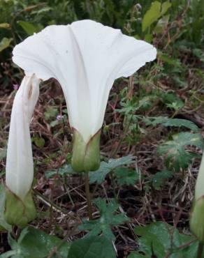 Fotografia 13 da espécie Calystegia silvatica subesp. disjuncta no Jardim Botânico UTAD