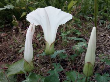 Fotografia da espécie Calystegia silvatica subesp. disjuncta