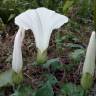 Fotografia 13 da espécie Calystegia silvatica subesp. disjuncta do Jardim Botânico UTAD