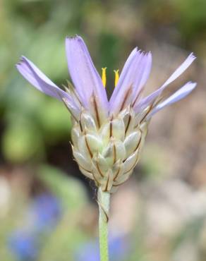 Fotografia 13 da espécie Catananche caerulea no Jardim Botânico UTAD