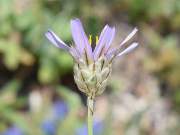 Fotografia da espécie Catananche caerulea