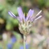 Fotografia 13 da espécie Catananche caerulea do Jardim Botânico UTAD