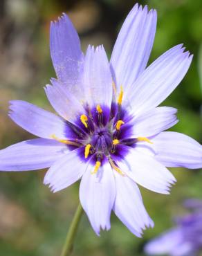 Fotografia 14 da espécie Catananche caerulea no Jardim Botânico UTAD