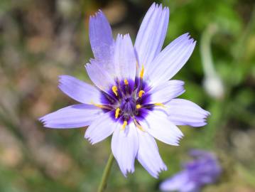 Fotografia da espécie Catananche caerulea