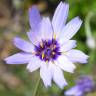 Fotografia 14 da espécie Catananche caerulea do Jardim Botânico UTAD