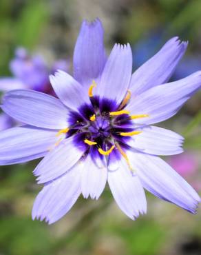 Fotografia 15 da espécie Catananche caerulea no Jardim Botânico UTAD