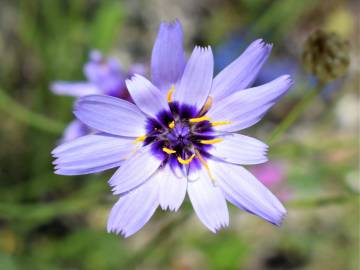 Fotografia da espécie Catananche caerulea