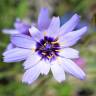 Fotografia 15 da espécie Catananche caerulea do Jardim Botânico UTAD