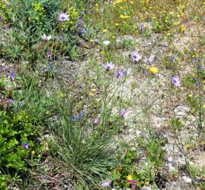 Fotografia da espécie Catananche caerulea