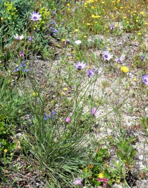 Fotografia 16 da espécie Catananche caerulea no Jardim Botânico UTAD