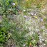 Fotografia 16 da espécie Catananche caerulea do Jardim Botânico UTAD