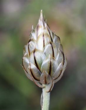 Fotografia 17 da espécie Catananche caerulea no Jardim Botânico UTAD