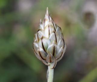 Fotografia da espécie Catananche caerulea