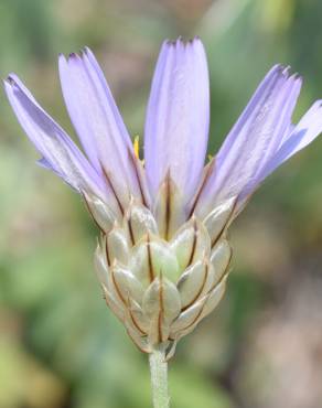 Fotografia 19 da espécie Catananche caerulea no Jardim Botânico UTAD