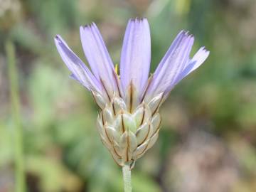 Fotografia da espécie Catananche caerulea