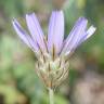 Fotografia 19 da espécie Catananche caerulea do Jardim Botânico UTAD