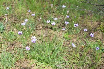 Fotografia da espécie Catananche caerulea