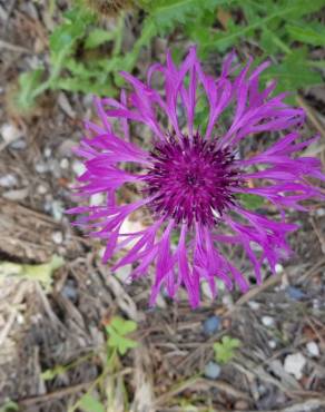 Fotografia 9 da espécie Centaurea sphaerocephala subesp. lusitanica no Jardim Botânico UTAD