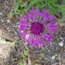 Fotografia 9 da espécie Centaurea sphaerocephala subesp. lusitanica do Jardim Botânico UTAD