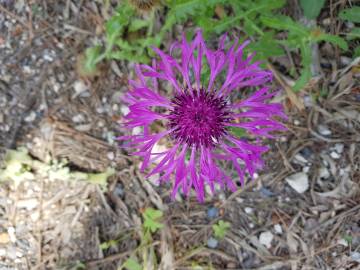 Fotografia da espécie Centaurea sphaerocephala subesp. lusitanica