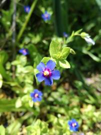 Fotografia da espécie Anagallis arvensis subesp. arvensis