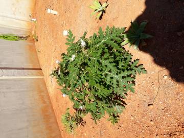 Fotografia da espécie Solanum sisymbriifolium