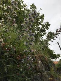 Fotografia da espécie Echium lusitanicum subesp. lusitanicum