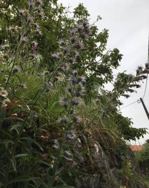 Fotografia 8 da espécie Echium lusitanicum subesp. lusitanicum no Jardim Botânico UTAD