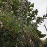Fotografia 8 da espécie Echium lusitanicum subesp. lusitanicum do Jardim Botânico UTAD