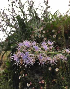 Fotografia 9 da espécie Echium lusitanicum subesp. lusitanicum no Jardim Botânico UTAD