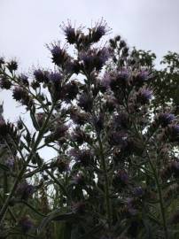 Fotografia da espécie Echium lusitanicum subesp. lusitanicum