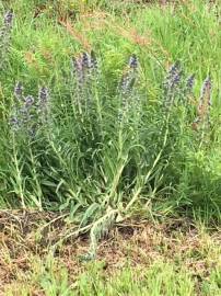 Fotografia da espécie Echium lusitanicum subesp. lusitanicum