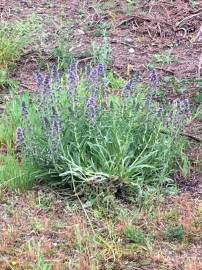 Fotografia da espécie Echium lusitanicum subesp. lusitanicum